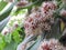 Close up Cape of Good Hope, Dracaena, Dracaena fragransÂ bloom in the evening of the day